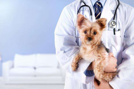 功能丰富且实用的宠物护理应用有哪些